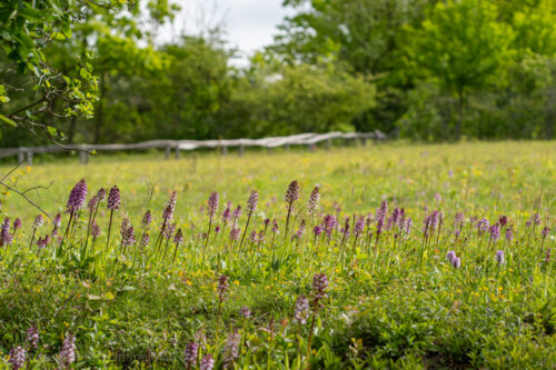 Auf den Spuren wilder Orchideen